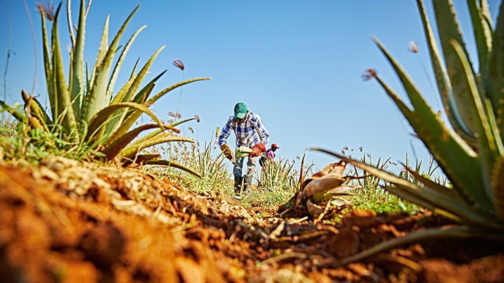 Aloe vera växt – en mångsidig planta
