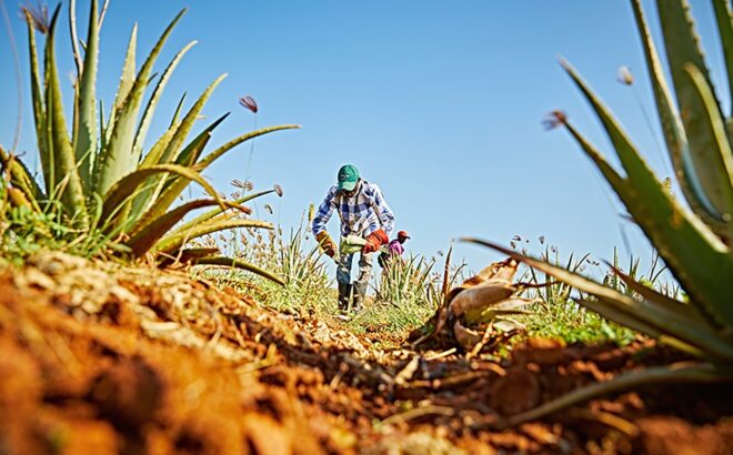 Aloe vera växt – en mångsidig planta