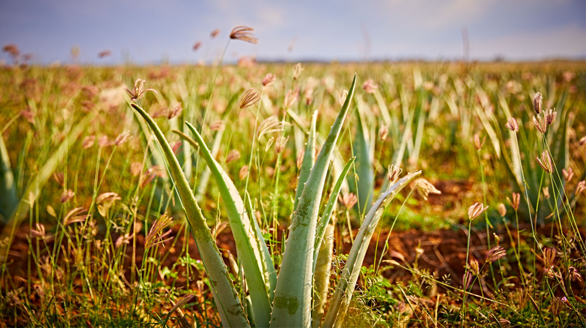Aloe vera och Forever Living