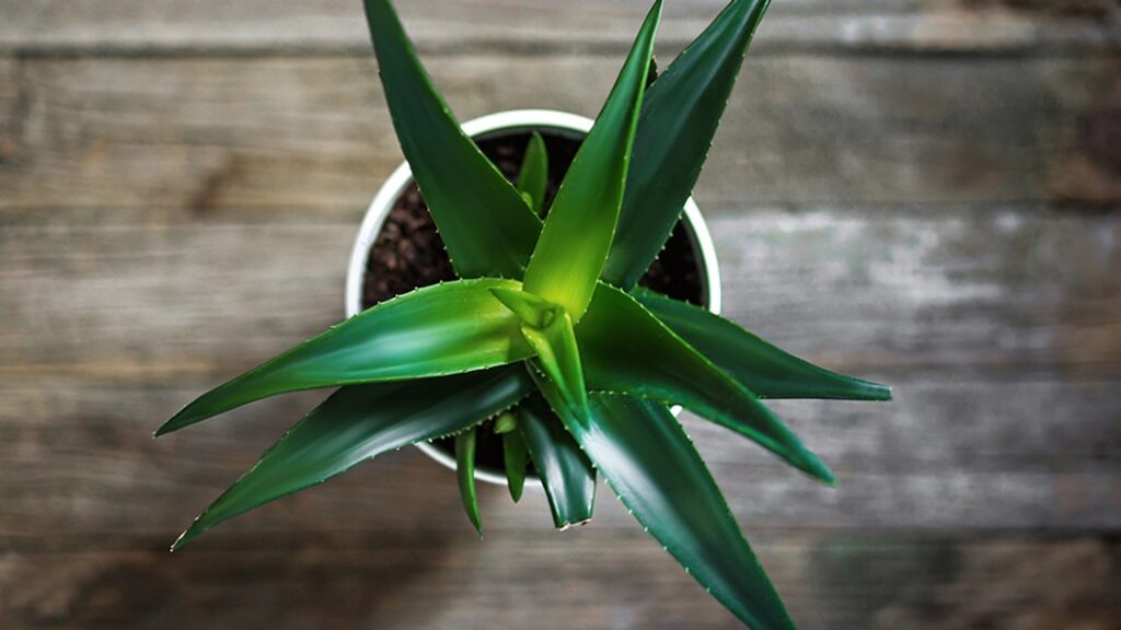 Plantera Aloe vera hemma