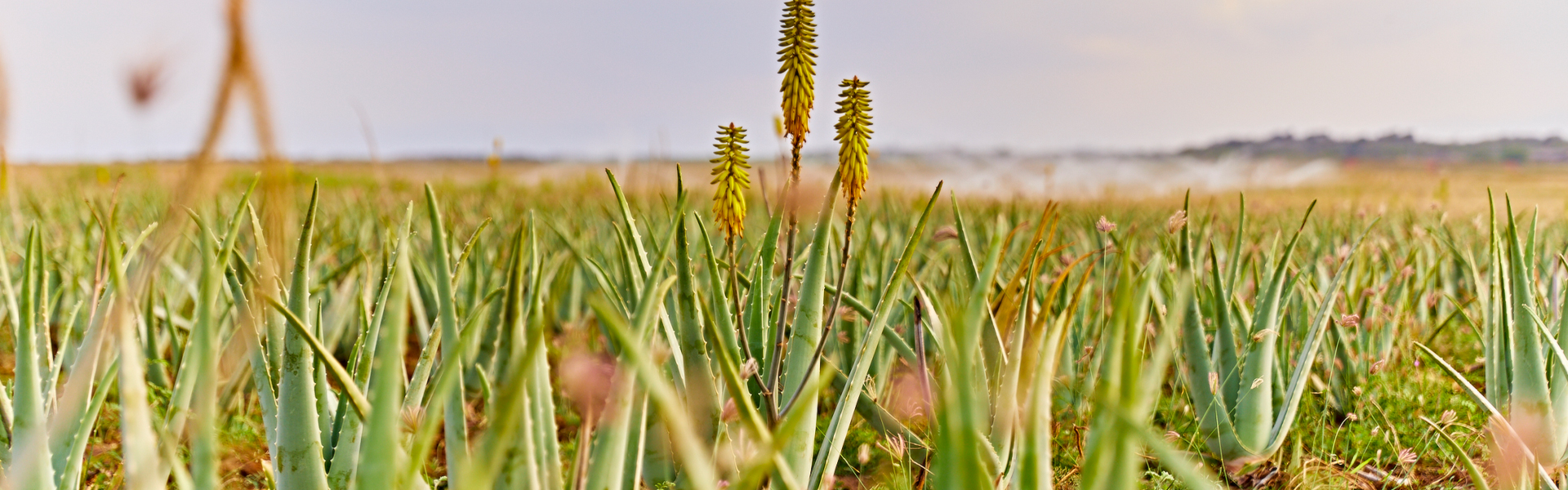 Aloe vera fält